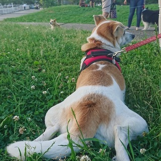 IMG_20180609_194640_159.jpg